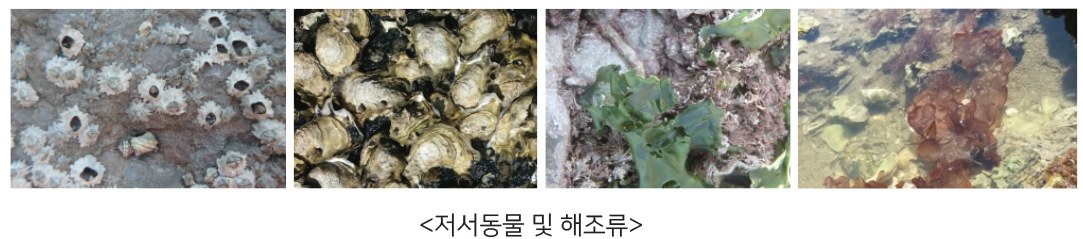 저서동물 및 해조류